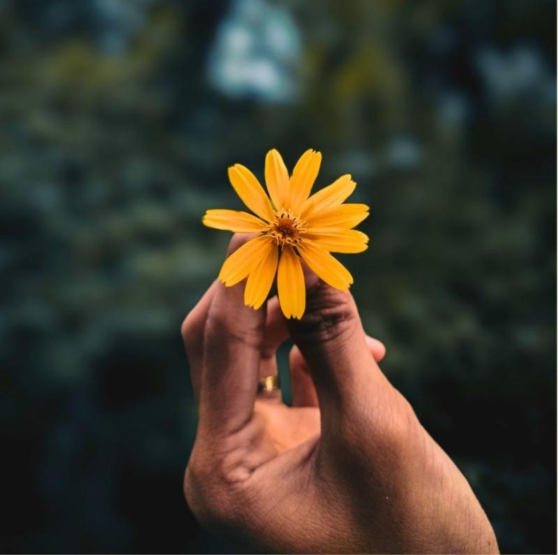 A brown-skinned hand holds an orange flower