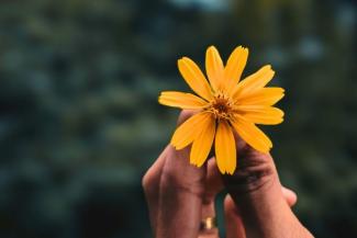 A brown-skinned hand holds an orange flower